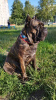 Zusätzliche Fotos: Italienische Cane Corso-Welpen