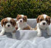 Foto №2 zu Ankündigung № 38244 zu verkaufen cavalier king charles spaniel - einkaufen Deutschland quotient 	ankündigung