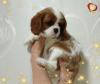 Foto №2 zu Ankündigung № 69707 zu verkaufen cavalier king charles spaniel - einkaufen Weißrussland züchter