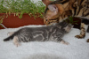 Zusätzliche Fotos: Wunderschöne Bengalkatzen.