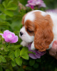 Foto №4. Ich werde verkaufen cavalier king charles spaniel in der Stadt Гамбург. quotient 	ankündigung - preis - 400€