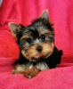 Foto №1. yorkshire terrier - zum Verkauf in der Stadt Lubná | 450€ | Ankündigung № 123709