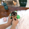 Foto №1. yorkshire terrier - zum Verkauf in der Stadt Калифорния Сити | 710€ | Ankündigung № 124093