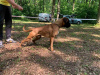 Zusätzliche Fotos: Deutscher Boxer, junger Hund