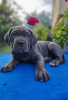 Foto №2 zu Ankündigung № 41713 zu verkaufen cane corso italiano - einkaufen Deutschland quotient 	ankündigung