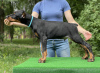 Foto №1. dobermann - zum Verkauf in der Stadt Minsk | 804€ | Ankündigung № 106663