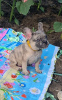Foto №2 zu Ankündigung № 55722 zu verkaufen französische bulldogge - einkaufen Russische Föderation züchter