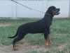 Foto №1. rottweiler - zum Verkauf in der Stadt Belgrad | verhandelt | Ankündigung № 111693