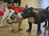 Foto №2 zu Ankündigung № 85495 zu verkaufen american bully - einkaufen Serbien 