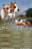 Foto №2 zu Ankündigung № 30035 zu verkaufen amerikanischer staffordshire terrier - einkaufen Weißrussland züchter