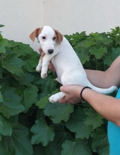 Foto №3. Welpen zu verkaufen Jack Russell Terrier! Wunderbares Haustier!. Russische Föderation