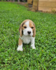 Foto №2 zu Ankündigung № 123794 zu verkaufen beagle - einkaufen Deutschland quotient 	ankündigung