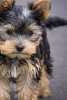 Foto №3. Prächtige Miniatur-Yorkshire-Terrier-Welpen. USA