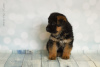 Foto №2 zu Ankündigung № 7902 zu verkaufen deutscher schäferhund - einkaufen Russische Föderation vom kindergarten