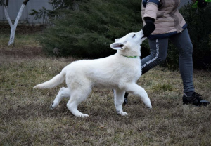 Zusätzliche Fotos: BSO-Welpen-Schweizer weißer Schäferhund