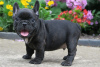 Foto №2 zu Ankündigung № 52287 zu verkaufen französische bulldogge - einkaufen Deutschland züchter
