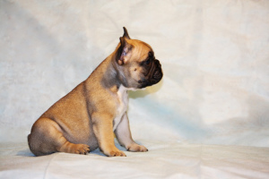 Foto №3. Welpen der französischen Bulldogge. Russische Föderation