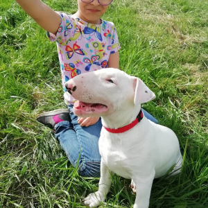 Foto №3. Standard Bull Terrier Welpen. Weißrussland