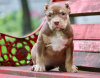 Foto №2 zu Ankündigung № 116994 zu verkaufen american bully - einkaufen Polen quotient 	ankündigung