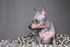 Zusätzliche Fotos: American Hairless Terrier-Welpen