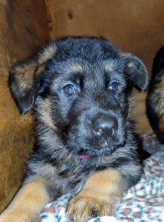 Foto №2 zu Ankündigung № 4526 zu verkaufen deutscher schäferhund - einkaufen Russische Föderation vom kindergarten, züchter