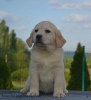 Foto №3. Labrador retriever. Serbien