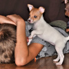 Foto №3. Toy Fox Terrier Welpe. Russische Föderation