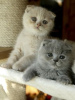 Foto №3. Schönes Scottish Fold-Kätzchen. Deutschland