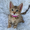 Foto №2 zu Ankündigung № 121865 zu verkaufen savannah-katze - einkaufen Bahrain 