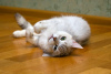 Zusätzliche Fotos: Metis Britische Katze Jolie in guten Händen