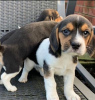 Foto №2 zu Ankündigung № 127541 zu verkaufen beagle - einkaufen Finnland quotient 	ankündigung