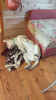 Zusätzliche Fotos: Welpe 9 Monate alt, Labrador-Mischling, sucht eine neue zuverlässige Familie!