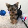 Foto №3. Ein kleiner Yorkie-Männchen und eine Yorkie-Hündin suchen ihr neues Zuhause.. USA