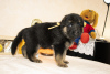 Foto №2 zu Ankündigung № 8573 zu verkaufen deutscher schäferhund - einkaufen Russische Föderation züchter
