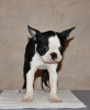 Zusätzliche Fotos: Boston Terrier Welpen zu verkaufen