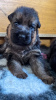 Foto №4. Ich werde verkaufen deutscher schäferhund in der Stadt Golub-Dobrzyń. züchter - preis - 900€
