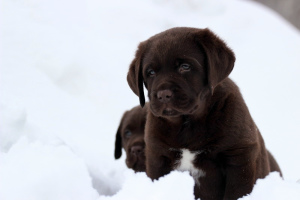 Foto №2 zu Ankündigung № 5589 zu verkaufen labrador retriever - einkaufen Russische Föderation vom kindergarten