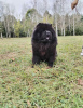 Zusätzliche Fotos: Chow-Chow-Hunde zu verkaufen