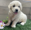 Foto №1. golden retriever - zum Verkauf in der Stadt Texas City | 473€ | Ankündigung № 103772