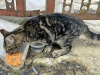Foto №3. Wir suchen ein Zuhause für einen bezaubernden Kätzchenjungen!. Russische Föderation