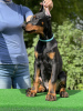 Foto №2 zu Ankündigung № 106663 zu verkaufen dobermann - einkaufen Weißrussland vom kindergarten, züchter