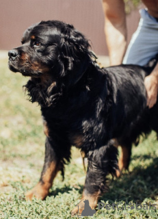 Zusätzliche Fotos: Großer Hund Caesar