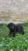 Zusätzliche Fotos: Labrador Retriever
