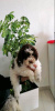 Foto №3. Lagotto Romagnolo Welpen. Serbien