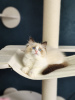 Foto №2 zu Ankündigung № 127673 zu verkaufen ragdoll-katze - einkaufen Belgien quotient 	ankündigung, züchter