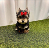 Foto №4. Ich werde verkaufen yorkshire terrier in der Stadt Chicago. quotient 	ankündigung, züchter - preis - 379€