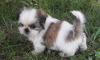 Foto №2 zu Ankündigung № 9233 zu verkaufen shih tzu - einkaufen USA 