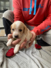Foto №1. beagle - zum Verkauf in der Stadt Калифорния Сити | 331€ | Ankündigung № 64317