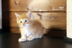 Foto №1. maine-coon-katze - zum Verkauf in der Stadt Minsk | 288€ | Ankündigung № 6136