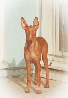 Foto №3. Pharao Hund Welpe. Russische Föderation